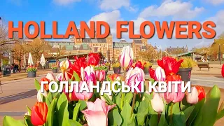 Holland flowers tulip #holland #flowers