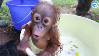 ORANGUTAN BABY SCHOOL!