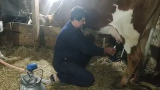 доїння корів