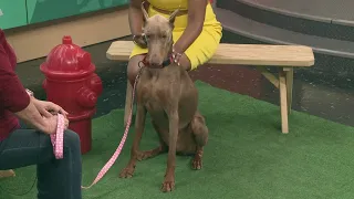 Doberman Underground: Roseanne up for adoption in Northeast Ohio