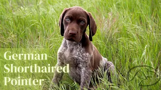 Top Things You Should Know About GSPs - German Shorthaired Pointers