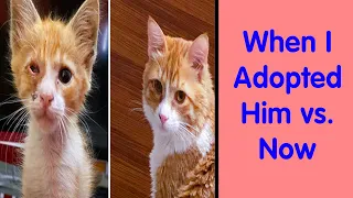 People Share How Their Beloved Cats Have Changed Since Being Adopted (PART 2)