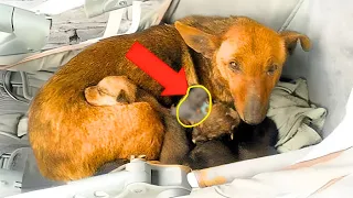 Stray Dog Give Birth, When Vet Sees The puppies He Calls The Cops