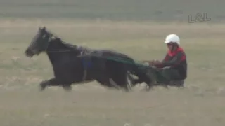 Бега-Заезд 4 лет Райкова 2016 (Лошади-Horse–Animal-racing-конь-смотреть-онлайн-скачки)