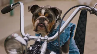 Subaru Dog Tested | Bikers