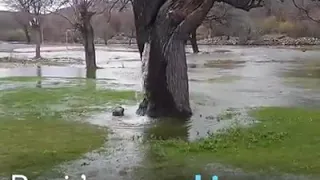 The magic behind the flow of water of  a mulberry tree