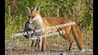 Охота на лису. Регулирование численности хищников. Fox control