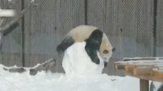 Giant panda wrestles snowman at Toronto Zoo