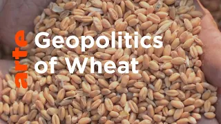 The Weaponisation of Wheat I ARTE.tv Documentary
