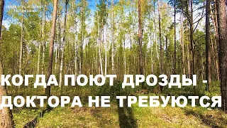 РАННЯЯ ВЕСНА,ПЕНИЕ ДРОЗДОВ.КОГДА ПОЮТ ДРОЗДЫ-ДОКТОРА НЕ ТРЕБУЮТСЯ