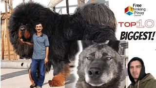 PINAKA MALAKI AT MALAKAS NA ASO SA BUONG MUNDO | TOP 10 Largest & Strongest Dog Breed in the World
