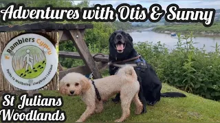 Otis & Sunny uphill battle from River Usk to the Christchurch via St. Julians Woodlands for a drink