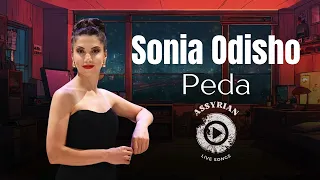 Sonia Odisho - Peda (Assyrian Live Songs) Chicago 2024