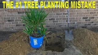 Avoid This Common Tree Planting Mistake - Plant A Tree The Right Way