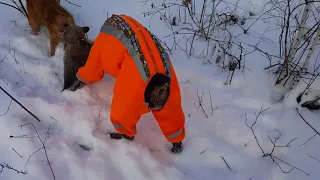 Карело-финская лайка и Доберман охота на куницу