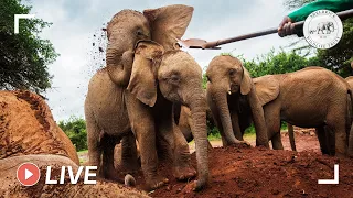 Orphaned baby elephants enjoying a milk feed | 8th July 2020 | Sheldrick Trust