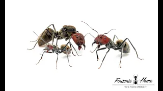 Camponotus singularis FOURMISHOME