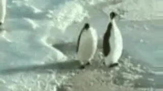 Пингвин толкает пингвина