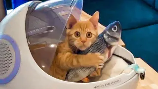 ПРИКОЛЫ С ЖИВОТНЫМИ ДО СЛЕЗ / Смешные КОТЫ 2021 / Приколы с КОТАМИ / Funny ANIMALS video #3