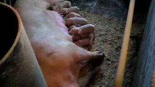 Mama Schwein und ihre Kinder