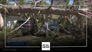 Strong winds topple trees in Pasadena, Lake Balboa