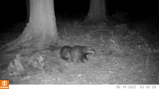 Two Badgers preening themselves