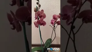 Обзор Коралловой/ Лососевой орхидеи anthura narbonne.  Обзор фаленопсис Anthura Narbonne.