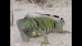 Iguana - grüner Leguan. Begegnung mit einem mini-Drachen...