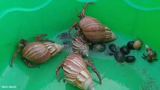 menemukan kelomang,udang, kepiting, siput laut, hermit crab, Umang-Umang besar dan kecil