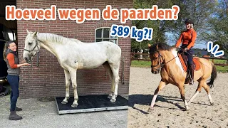 Hoeveel WEGEN alle paarden?! Uitgestrekte draf oefenen! | felinehoi VLOG #477