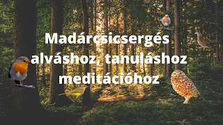 6 óra - MADÁRCSICSERGÉS - relax, study, deep sleep