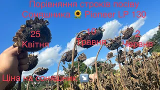 Соняшник 🌻 майже готовий до збирання‼️ Які строки посіву кращі в цьому році⁉️ Ціни на соняшни↘️↘️↘️