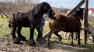 Коні Ваговози.Алан,Жеребець на Паровку.Привезли Соню до Алана.Лошак по Рубіну🔥🔥🐴🐴🐴🐴🇺🇦🇺🇦