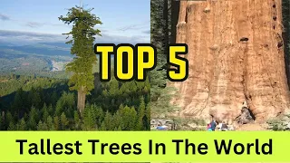 " Top 5 Tallest Trees in the world " @Unique10