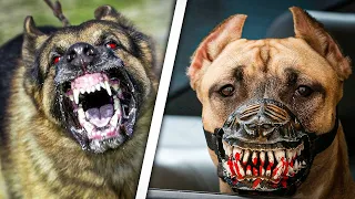 Stay away from these dogs!!! Top 5 Most Dangerous Dogs in the World!