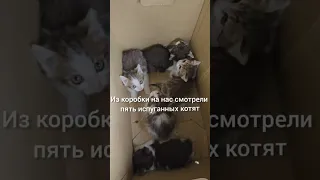 Котики из Коробки. Кошки Задонского монастыря.