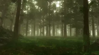 Amazing  Forest Sounds  beautiful  Woodland Ambience, Angelic  Bird Song