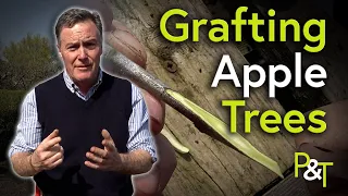 How to Graft Apple and Fruit Trees - Pots & Trowels