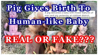 Pig Gives Birth To A Human-like Baby | Fake or Not? | Reaction Video