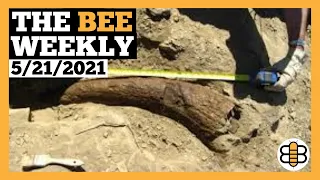 THE BEE WEEKLY: Dinosaur Bones and Fighting Grizzly Bears