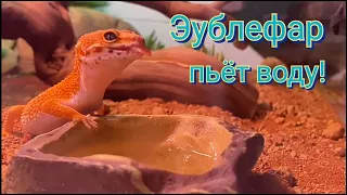 Геккон эублефар пьёт воду! Редкость. Милота. Смешно.