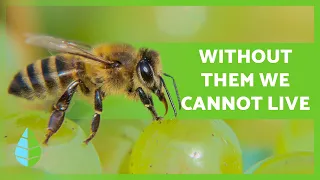 The importance of bees 🐝 Would we DIE WITHOUT THEM? DISCOVER IT!