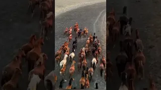 Лошади,Кони, лошадки,табун!