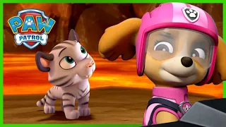 Les chiots d'Ultimate Rescue sauvent des tigres et plus! - PAW Patrol dessins animés pour enfants