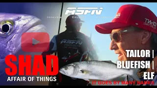 SHAD affair of things | ASFN Rock & Surf