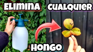 APLICA este FUNGICIDA casero para PLANTAS y ACABA con el 99,9% de los HONGOS! Huerto urbano y jardín