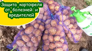 Биологическая защита картофеля от болезней и вредителей /  Минская область Беларусь Belarus