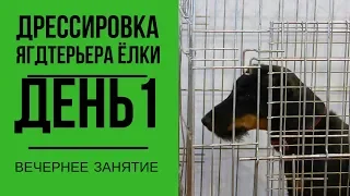 Дрессировка ягдтерьера Елки. День 1. Вечернее занятие