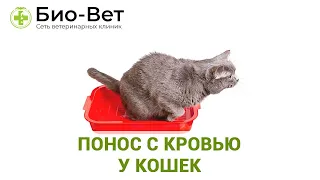 Понос с Кровью у Кошек 😿// Причины и Лечение // Сеть Ветклиник БИО-ВЕТ