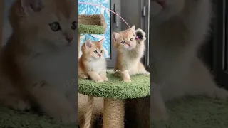 Котята наигрались на когтеточке! 👍💥 но котик (справа) еще не устал! 😉😜 котята в продаже!